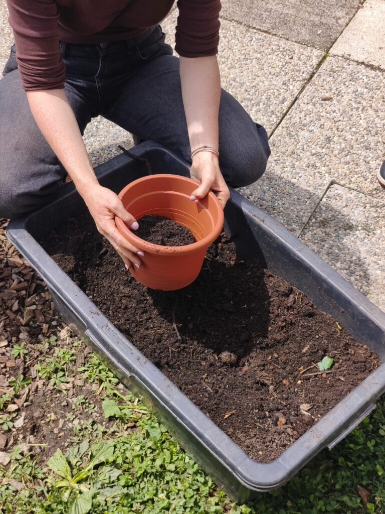 Growing Vegetables & Fruits on Balconies — photo 3